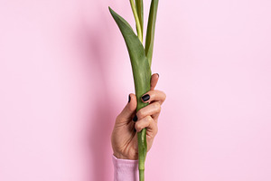 A woman's hand with dark nail polish holds a single pink tulip a, a Holiday Photo by Ales Munt