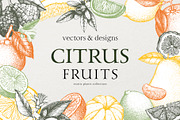 Vector Citrus Fruit Sketch Set, a Food Illustration by Yevheniia (Thumbnail 1 of 6)