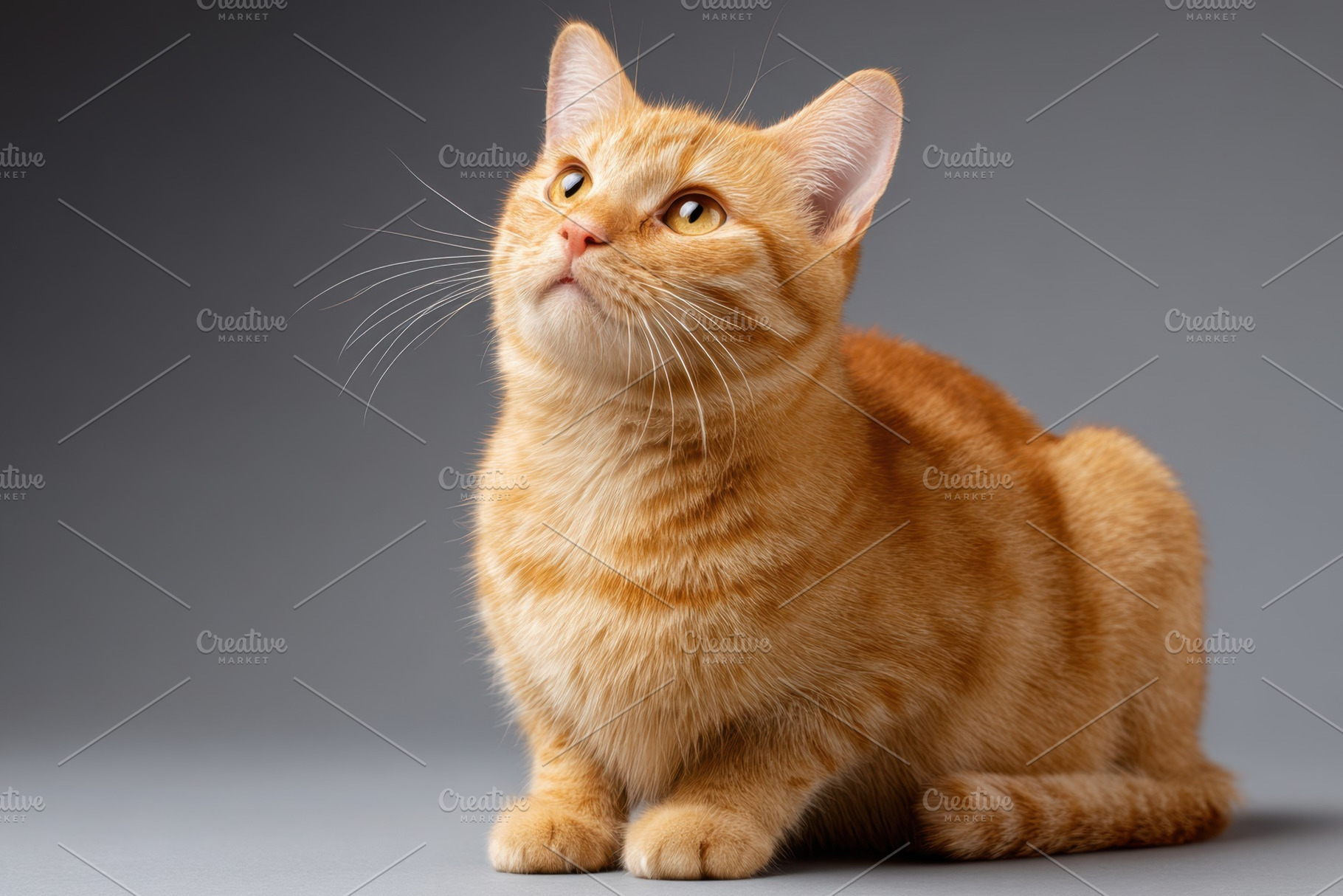 Curious orange tabby cat portrait, an Animal Photo by AlyaAnd