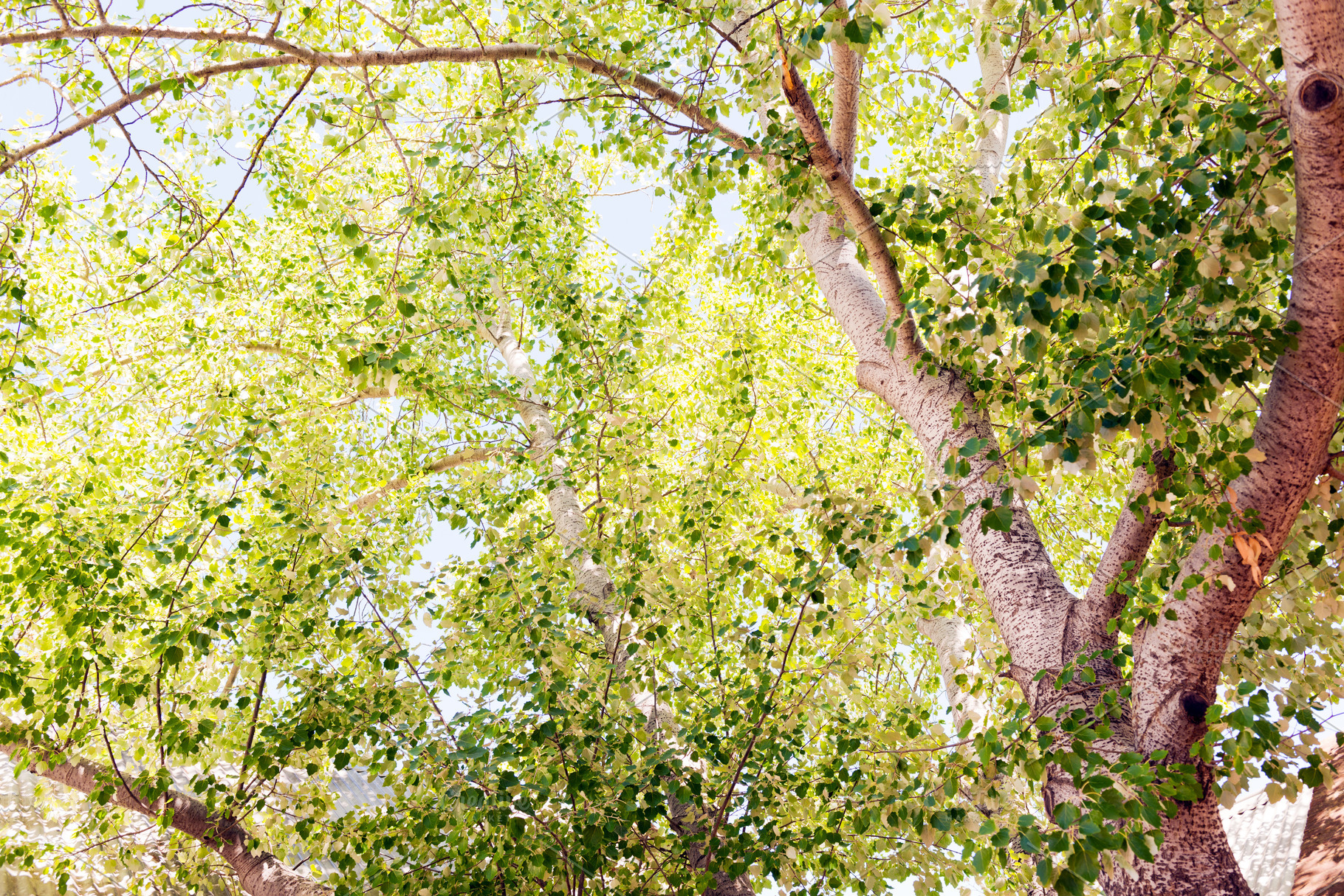 Silver Birch Tree, a Nature Photo by THP Creative