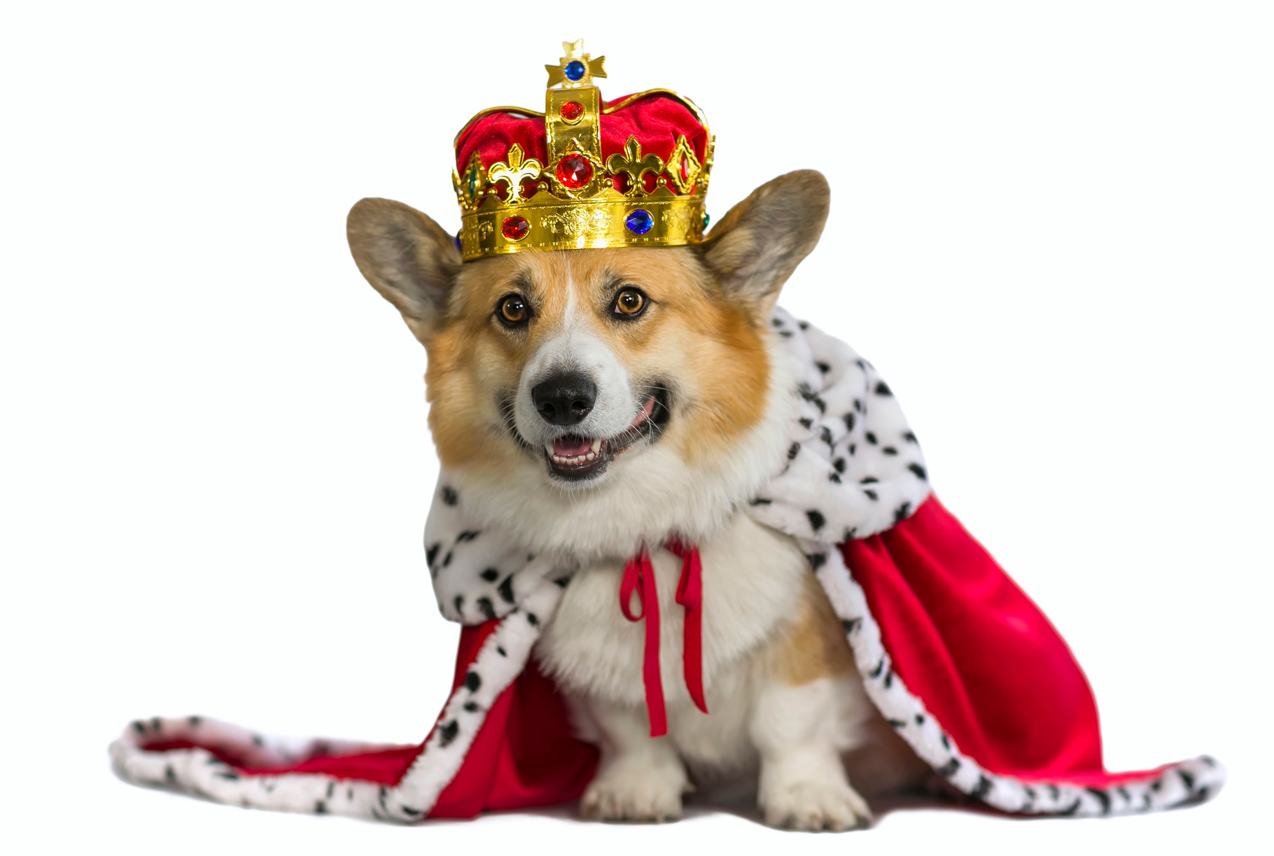 corgi dog in robe of the king | Animal Stock Photos ~ Creative Market