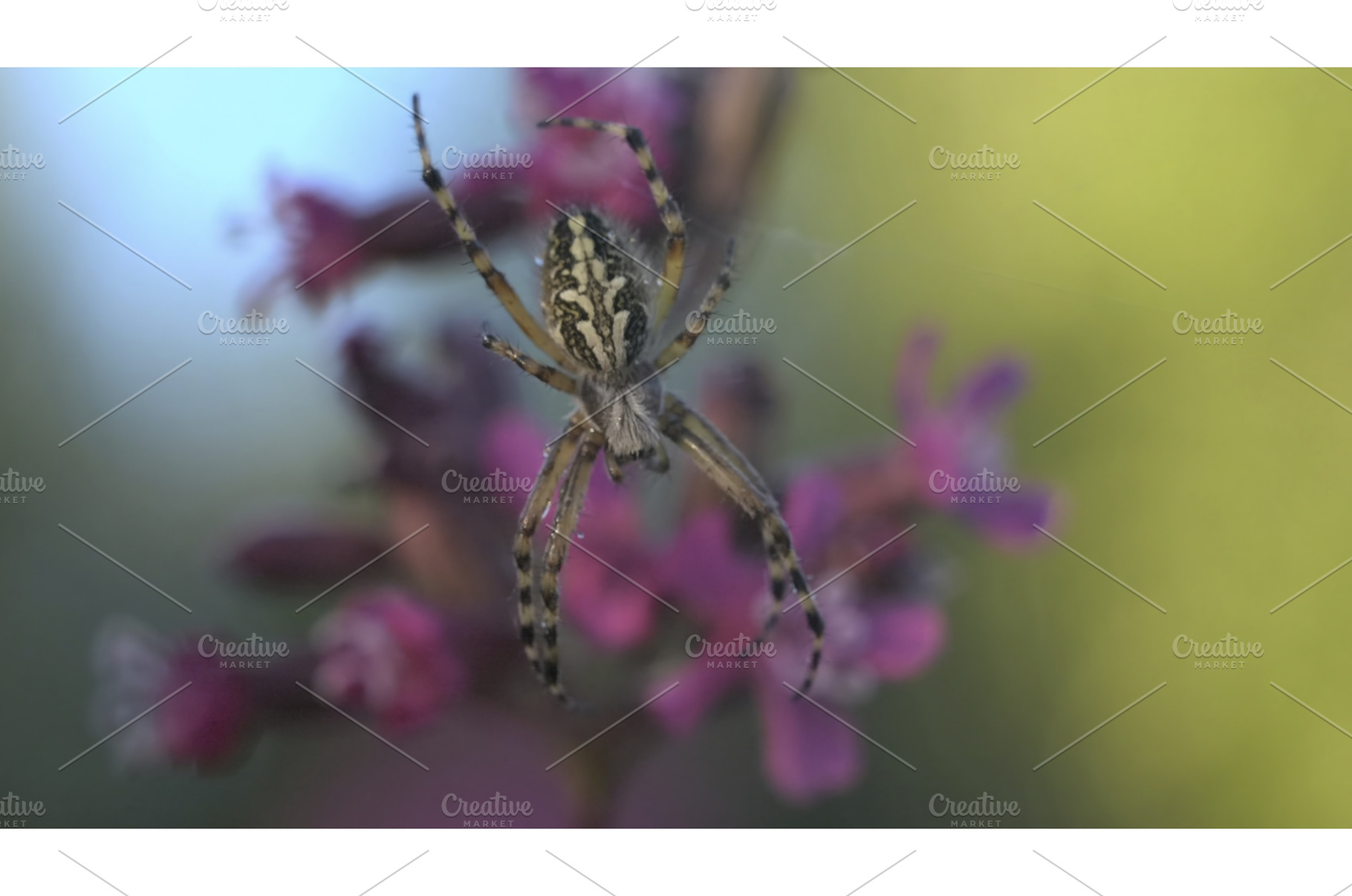 Macro view of a small spider with, an Animal Photo by Media Whale Stock
