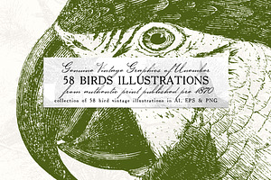 58 Birds Illustrations
