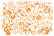 Citrus Vector  Collection, a Food Illustration by Lubov Illustrations Shop (Thumbnail 2 of 5)