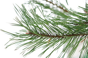 Pine Branch, a Nature Photo by Nazar Hrabovyi