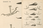 80+ Jacob Klein, Bird Genealogy, an Animal Illustration by Digital Museum (Thumbnail 5 of 10)