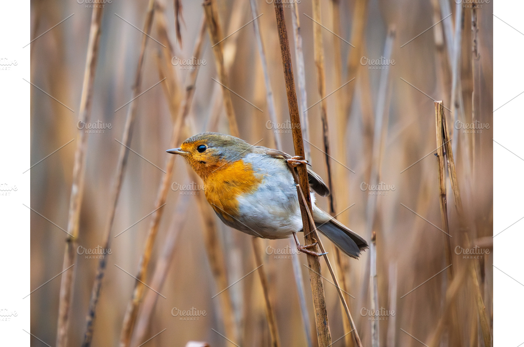 European Robin Erithacus Rubecula on, an Animal Photo by Fascinadora