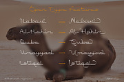 Saihat Arabic Typeface, a Script Font by alit design (Thumbnail 11 of 15)