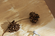 Aesthetic floral textures, a Decorative Illustration by pictures for you (Thumbnail 34 of 46)