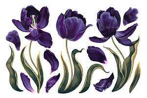 Dark Tulips Vector Set