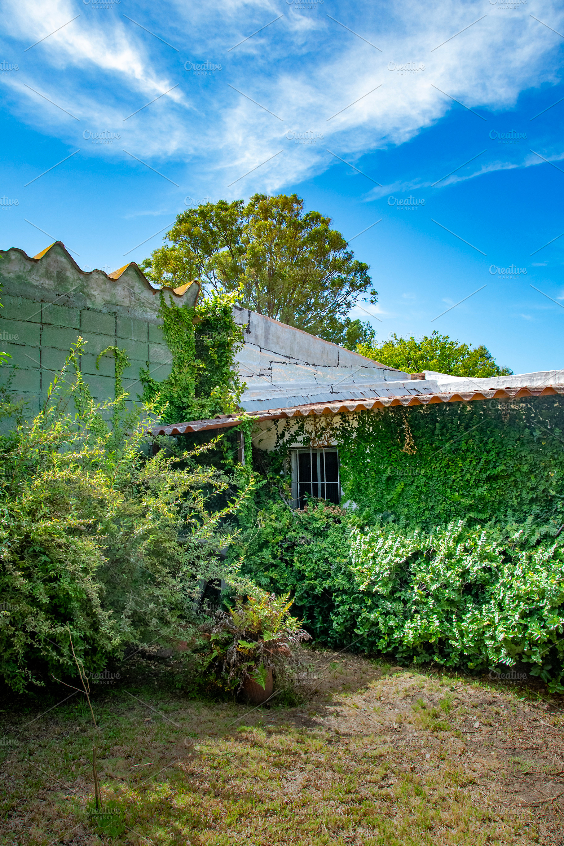 Sunny backyard garden with green foliage and blue sky, a Nature Photo by DanFLCreativo