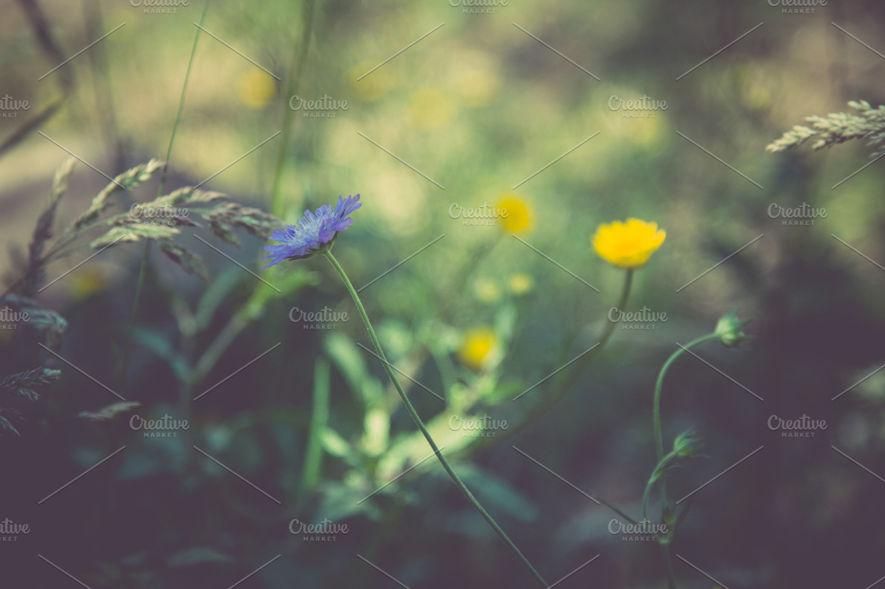Iseeyouphoto darknature 7 containing flower, floral, and dark