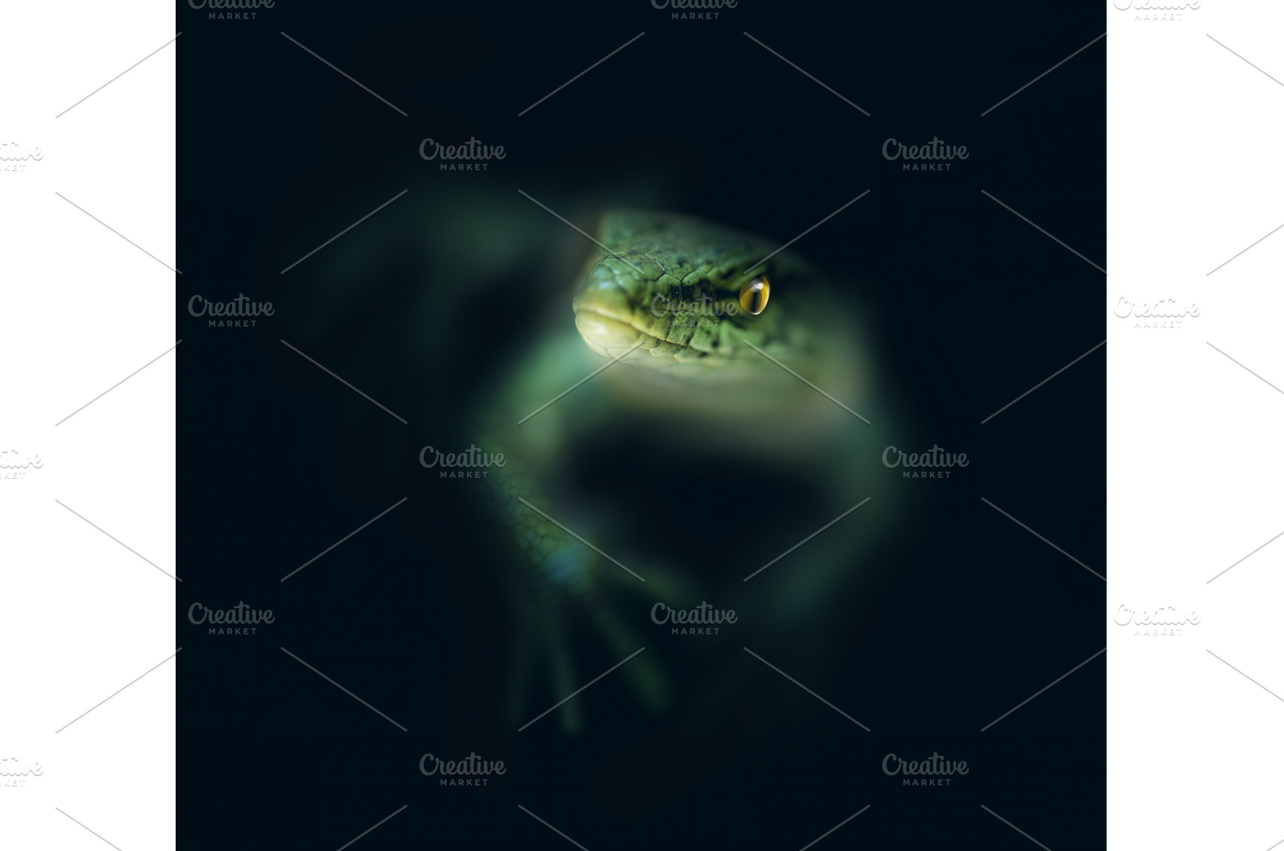 Lizard in the dark, an Animal Photo by BazziBa♥