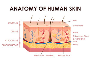 Human skin structure anatomy, a Healthcare Illustration by Vector Tradition