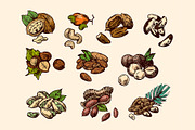 Nuts sketch, a Food Illustration by Steshnikova (Thumbnail 3 of 5)