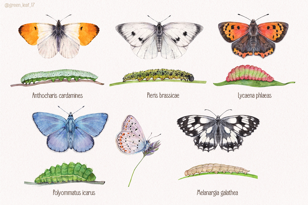 Watercolor butterflies, an Illustration by Green_leaf_17 (Photo 5 of 6)