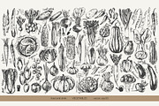 Garden vegetables sketches, a Food Illustration by katya.bogina (Thumbnail 3 of 3)