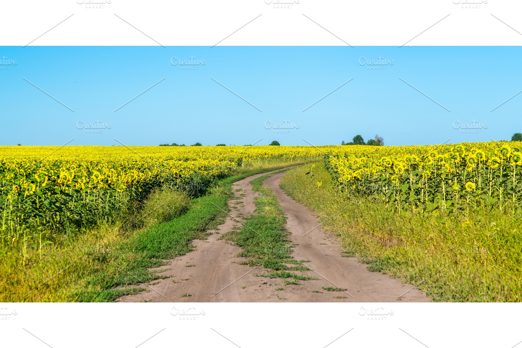 Dirt road in a sunflower field in containing sunflower, road, and dirt, a Nature Photo by Leonid Andronov