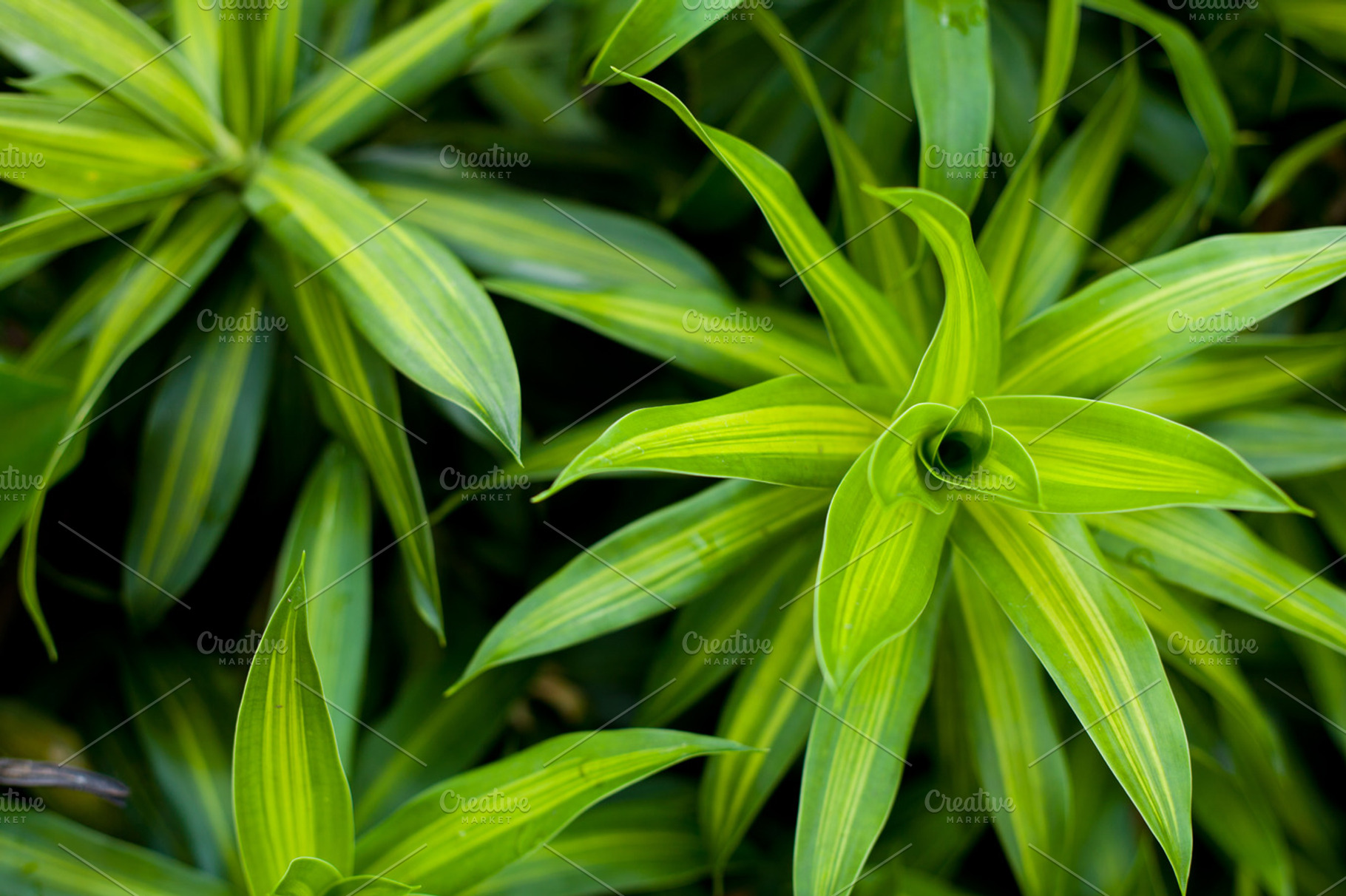 Background of leaves stock photo containing abstract and backdrop, a Nature Photo by a454