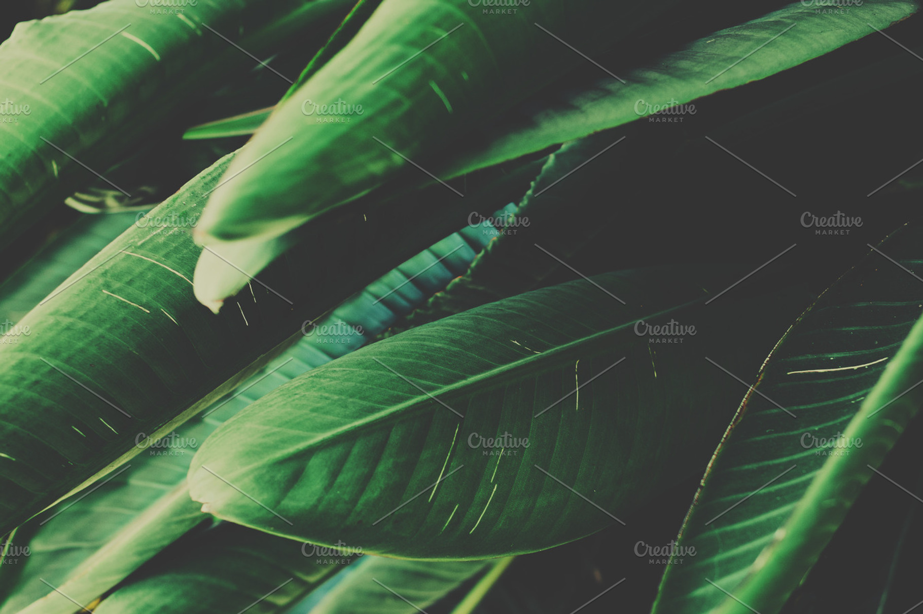 Green tropical leaves featuring green tropical leaves, large leaves, and, a Nature Photo by René Jordaan Photography