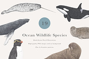 Ocean Species Set - Hand-drawn PNGs, an Animal Illustration by LaurenFittonIllustration (Thumbnail 1 of 10)