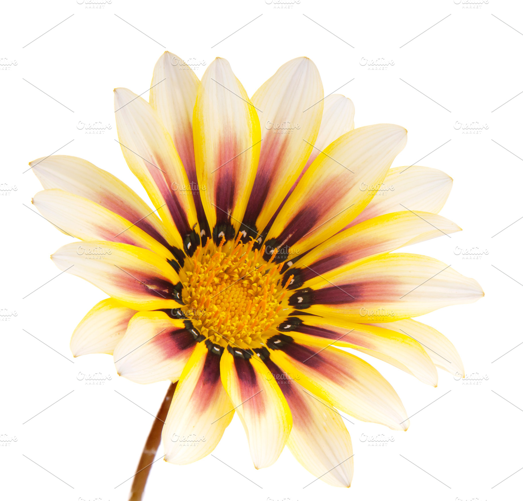 Flower Isolated, a Nature Photo by THP Creative