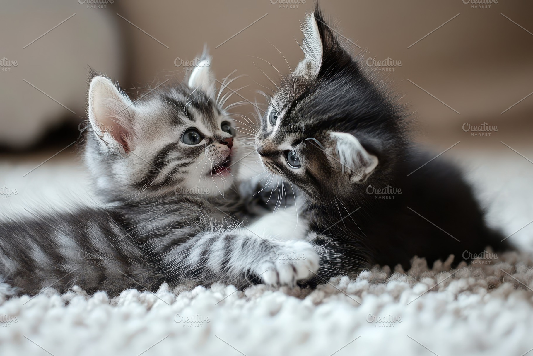 Kittens engage in playful antics on, a Photo by Iftikhar Alam
