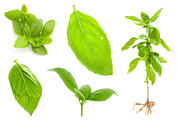 Basil. Isolated on a white., a Photo by Pullia (Thumbnail 5 of 5)