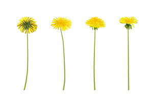 Vector Object Brushes.Dandelion.