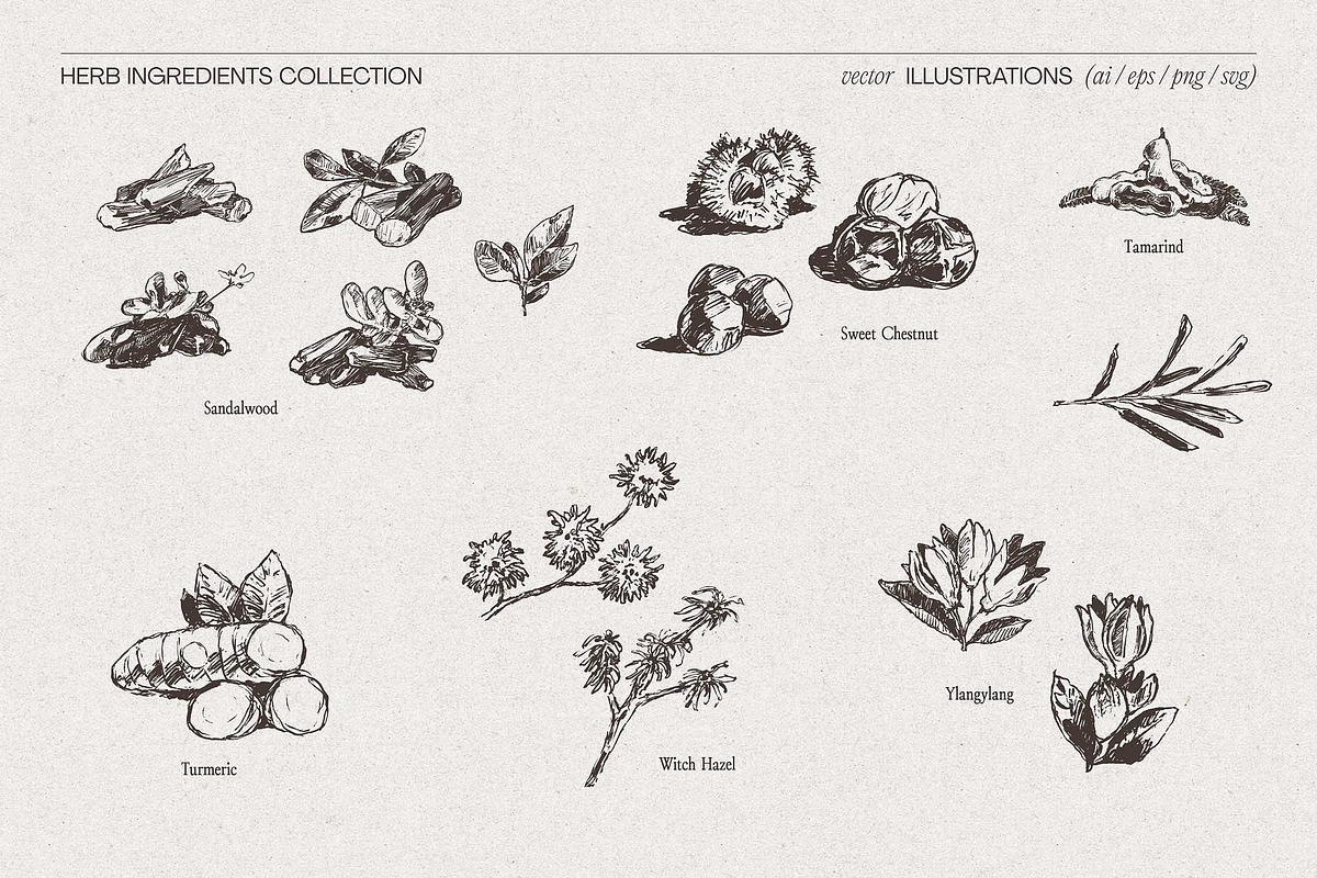Botanical Herb Ingredients, a Healthcare Illustration by TheMountBirdStudio (Photo 10 of 10)