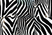 Zebra Digital Paper - Volume 1, a Pattern Graphic by PixieSparks (Thumbnail 2 of 3)
