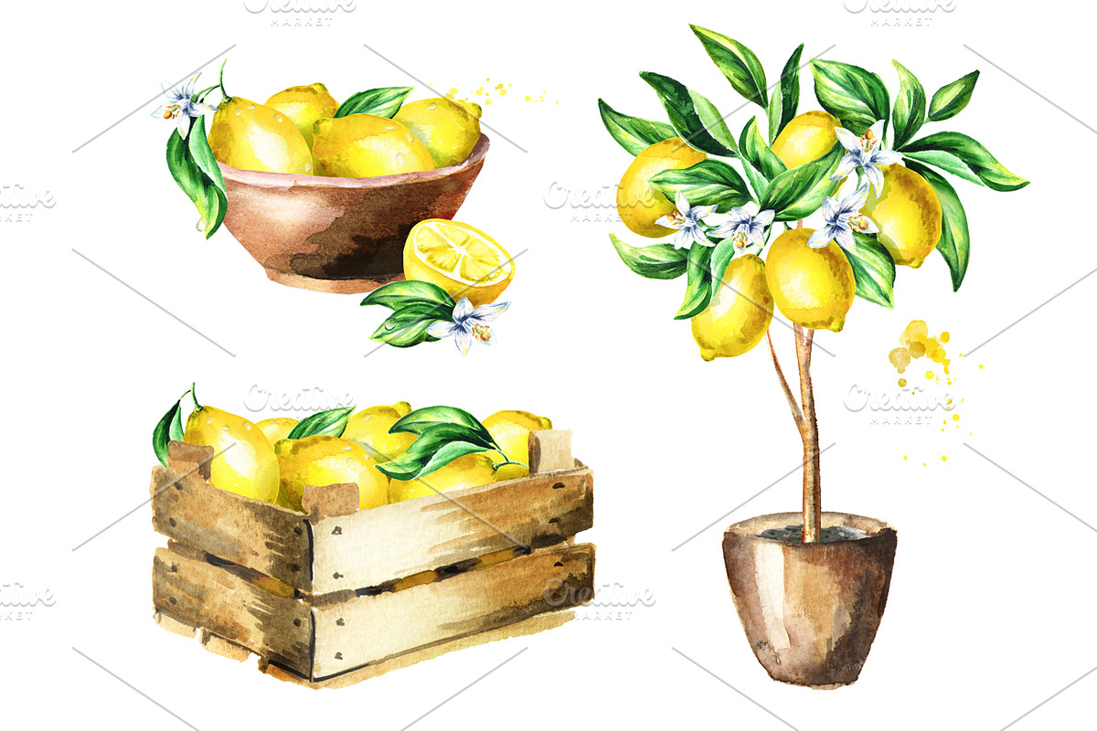 Fresh Lemon. Watercolor collection, a Background Graphic by Daria Ustiugova (Photo 4 of 9)