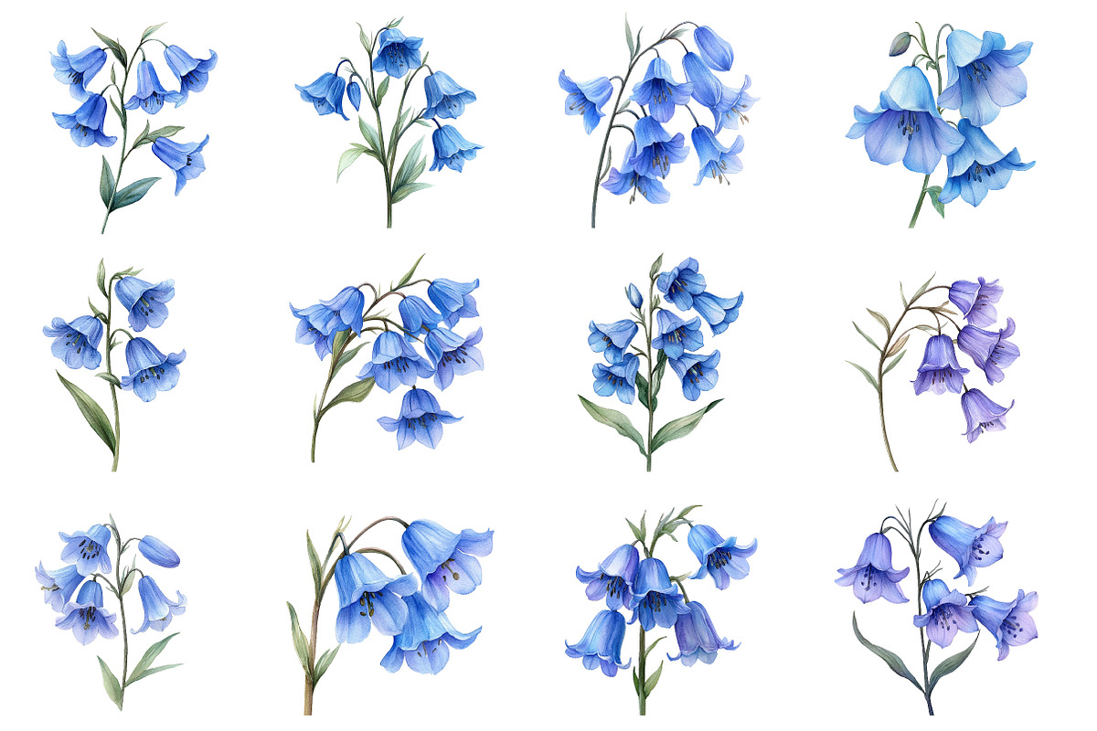 Watercolor Bluebell Flower Clipart, an Illustration by Dream Creation (Photo 2 of 7)