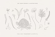 Australian Botanical Illustrations, a Decorative Illustration by rouxsupplyco (Thumbnail 6 of 13)