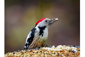 Male middle spotted woodpecker with, an Animal Photo by Fascinadora