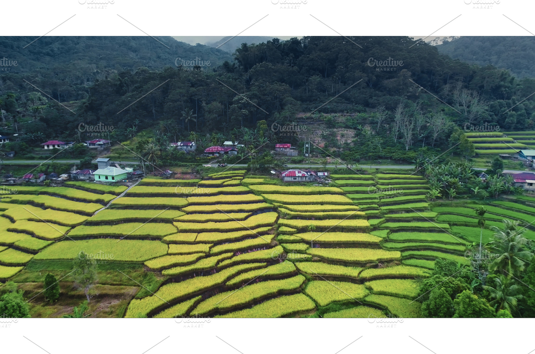 Rice terraces creating stunning, a Nature Photo by Goinyk