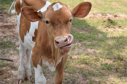 Cow Calf with Tongue Out-Dairy Farm