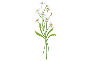 Chamomile Flower. Botanical