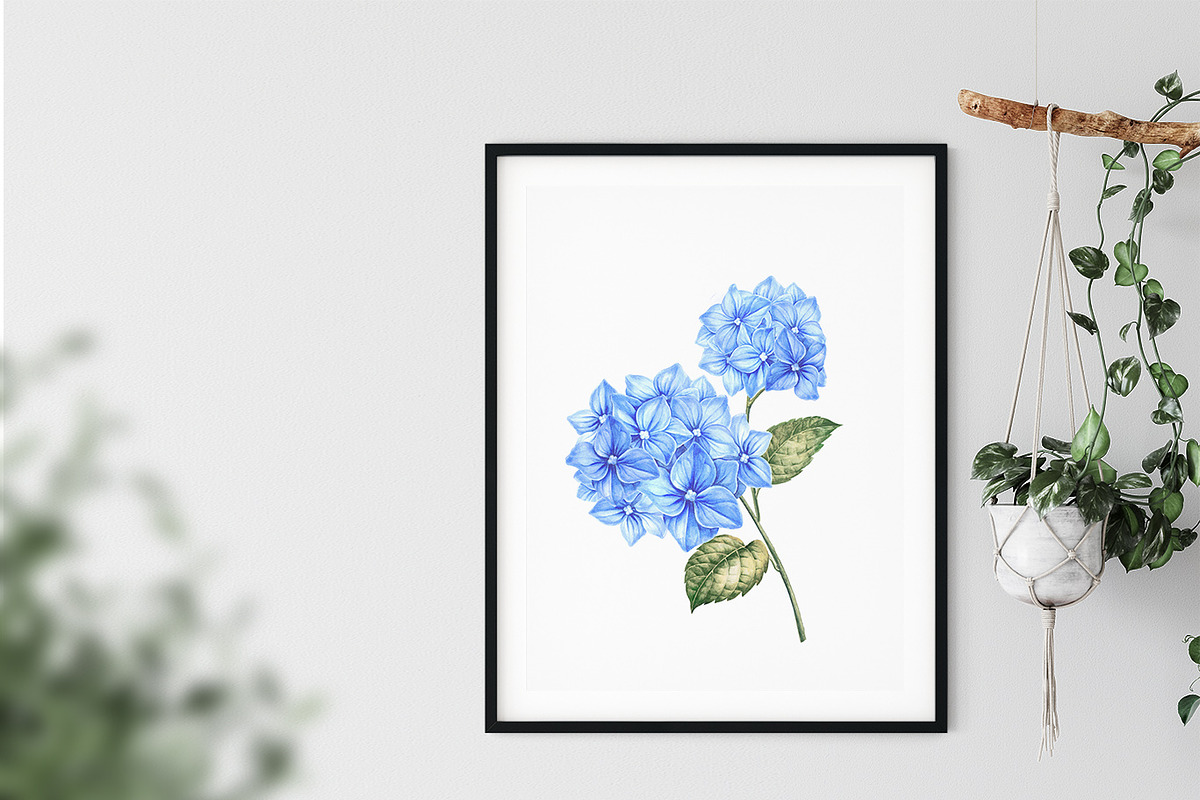 Watercolor Clipart Hydrangea flowers, a Decorative Illustration by Kotkoa (Photo 5 of 12)
