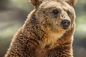 Close-up portrait of a brown bear wi