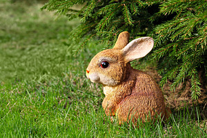 Brown rabbit, a Photo by saiko3p