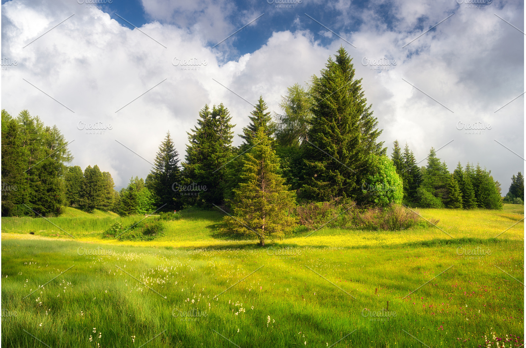 Bright green alpine meadow with, a Nature Photo by den-belitsky