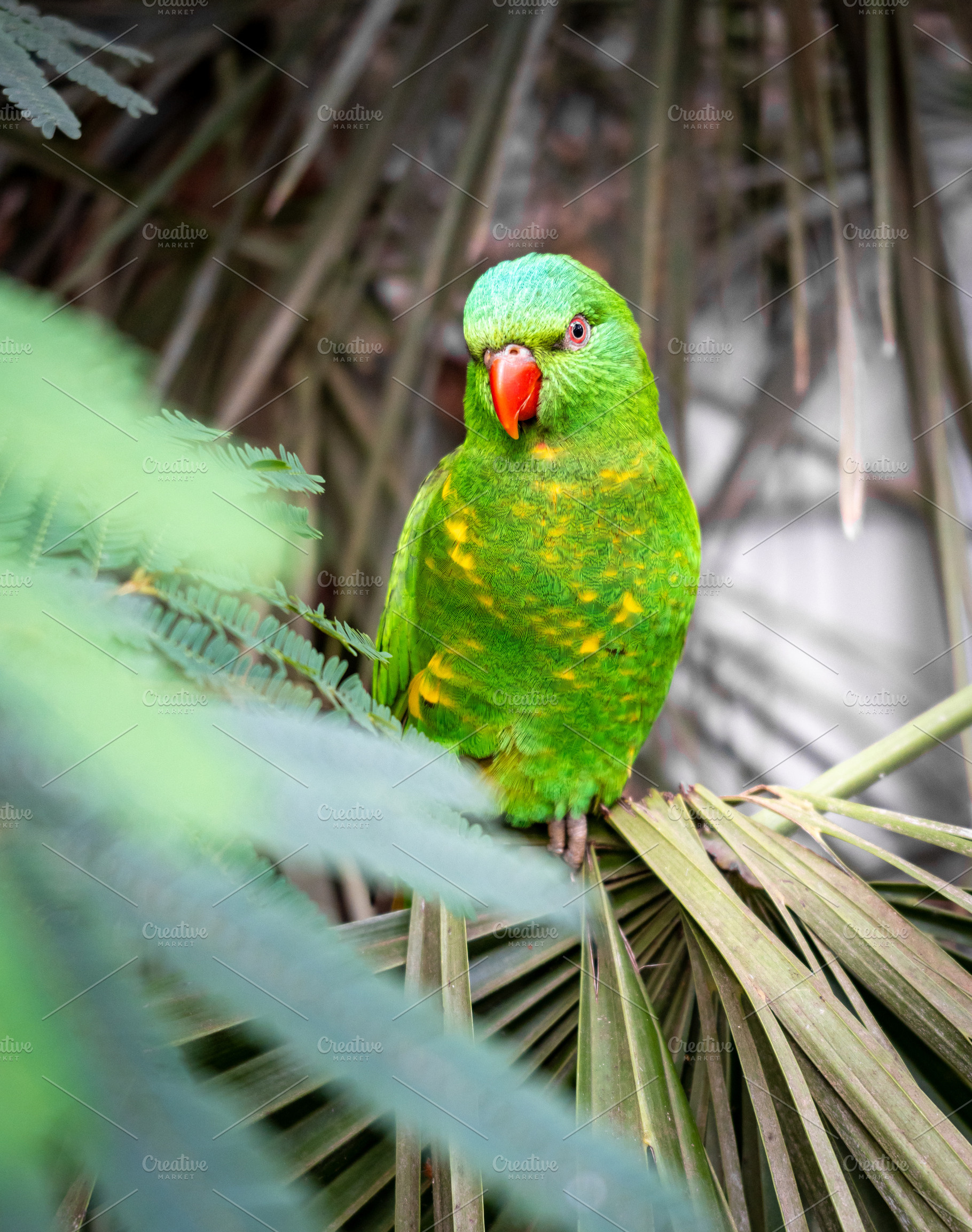 Green lorikeet perched among tropical leaves on Kangaroo Island,, an Animal Photo by GoodGoods