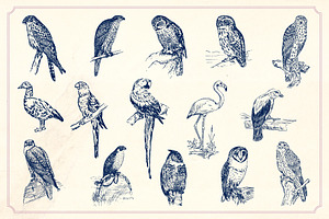 Vintage Hand Drawn Birds