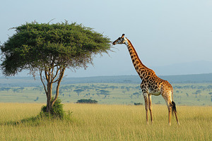 Giraffe reaching for tree leaves in, an Animal Photo by Pixeness Studio