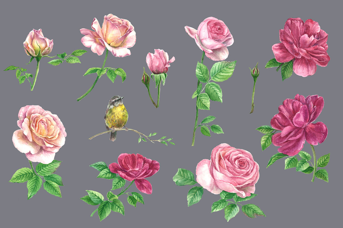 Roses@Bird Watercolor Clipart, a Decorative Illustration by IrStepShop (Photo 5 of 5)