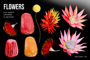 AUSTRALIA FAIR Elements, a Decorative Illustration by Dana Designs (Thumbnail 2 of 14)