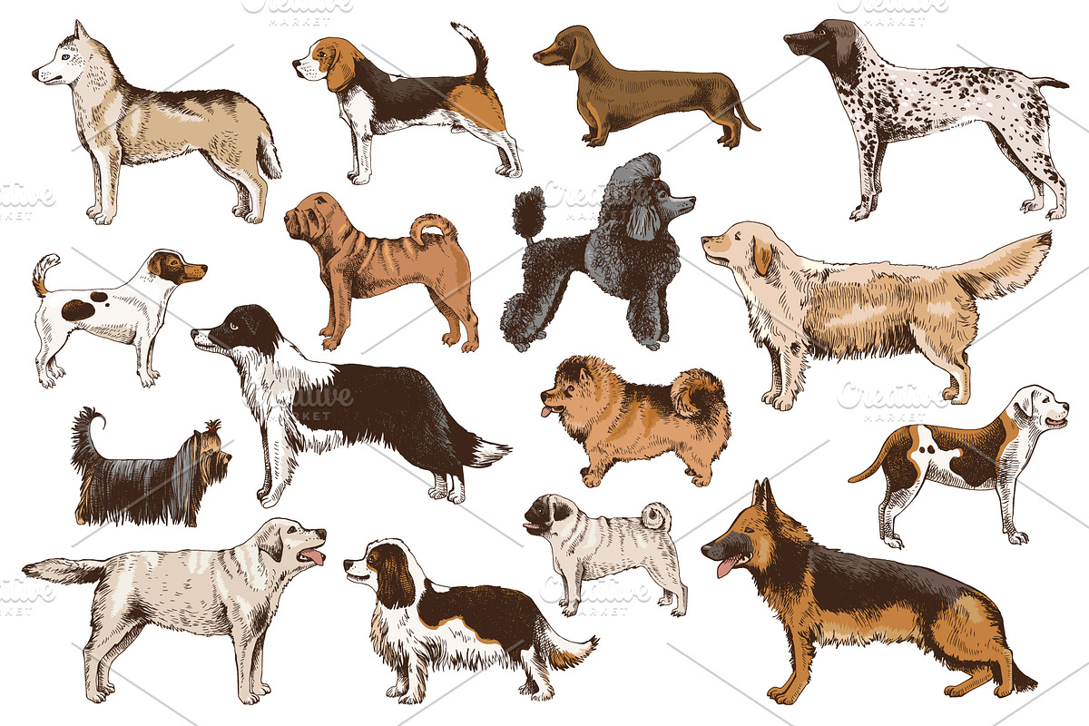 Dog breeds - sketches & lettering, an Animal Illustration by handsketched