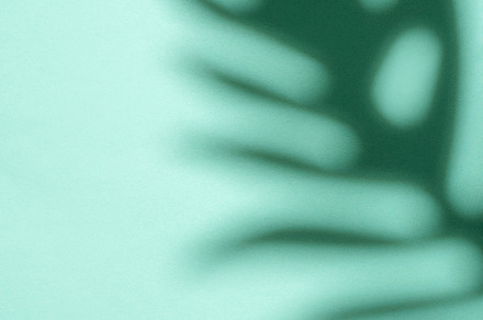 Shadows from palm leaves, a Nature Photo by Olena Rudo
