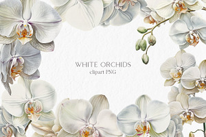 White Orchids Watercolor Clipart PNG